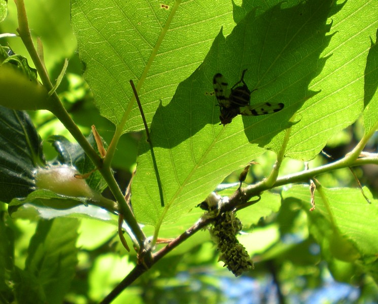 Dittero Ulididae e omottero Issidae